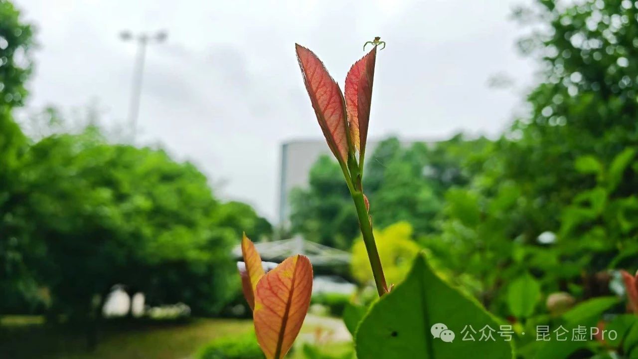 MK体育官网
